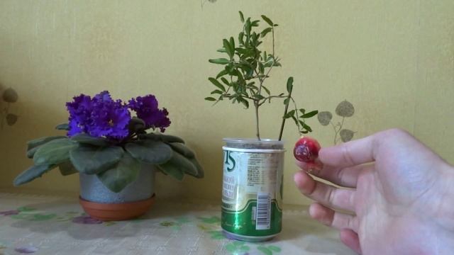 Распаковка плода карликового граната / Unpacking fruit of the "punica granatum nana" смотреть онлайн