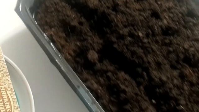 🌱Как легко посадить мелкие семена на рассаду в домашних условиях смотреть онлайн