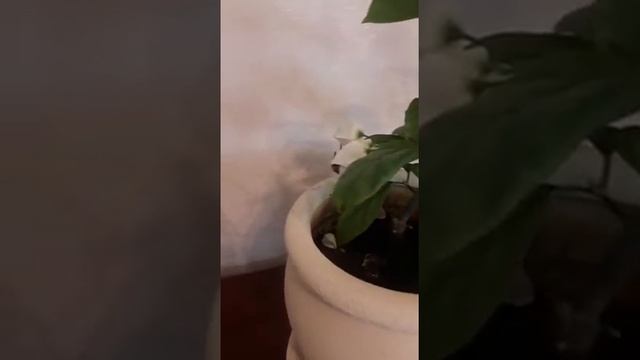 Цветение Клеродендрум Томсона смотреть онлайн