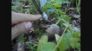 привитая жимолость маака