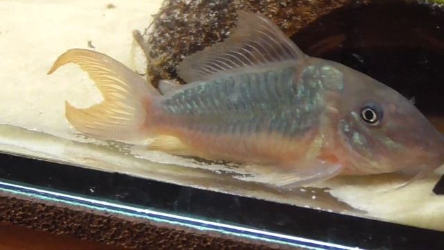 Brochis multiradiatus BRED & Corydoras CW009 "green laser" DNZ смотреть онлайн