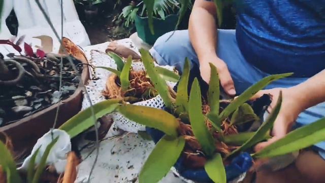 How to Grow Flowers at Home - how to grow flower plants at home смотреть онлайн