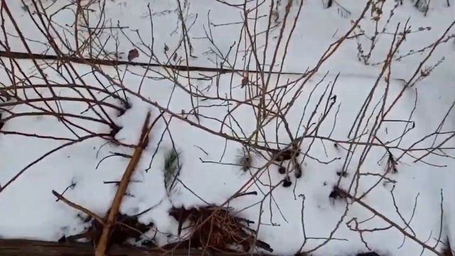 Состояние кустов голубики, после очень низких температур. Днепр смотреть онлайн