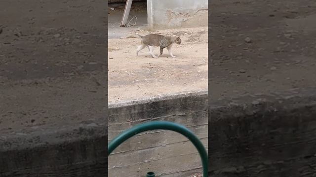 Кот без хвоста Бобтейл копает ямы ? Cute feral bobtail cat digs holes ? Kucing lucu 猫 Gato gracioso смотреть онлайн