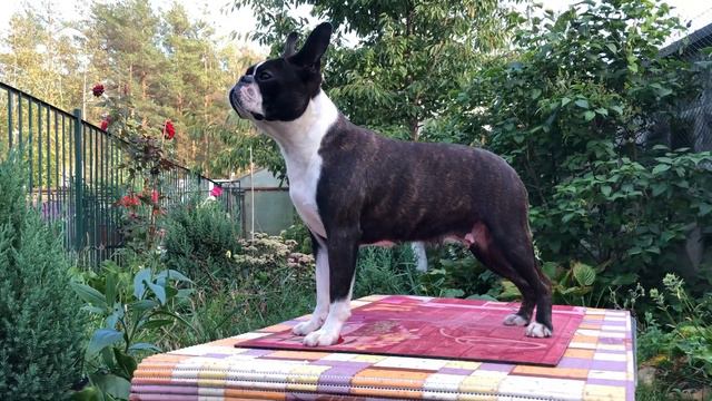 Бостон терьер 🎈Авеста Вива Зая 🍖