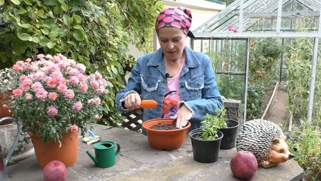 Черенкование петуний: а вот и результат! смотреть онлайн