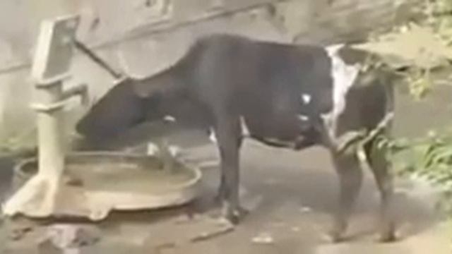 2014 Приколы с животными Cмешная озвучка Funny 2 22014 Прикол смотреть онлайн