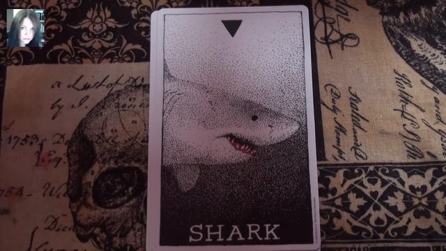 Wild Unknown Animal Spirit Oracle deck - a long look, reveal and discussion video смотреть онлайн