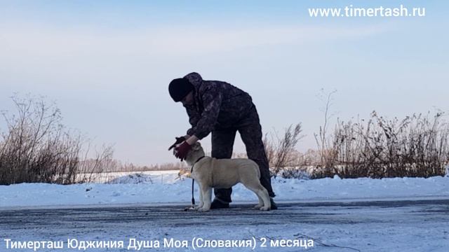 Тимерташ Юджиния Душа Моя (Словакия) 2 месяца Ещё больше информации на сайте www.timertash.ru смотреть онлайн