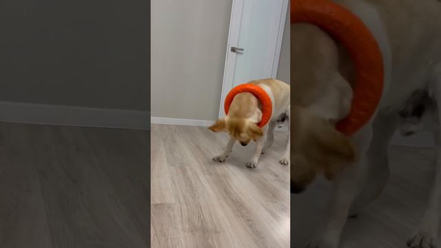 Игры 🤣 #лабрадор #собаки #смешныевидео #животные #лабрадорретривер #dog