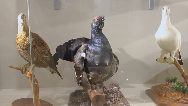 Экскурс за минуту — Животный мир нашего округа (часть 2) смотреть онлайн