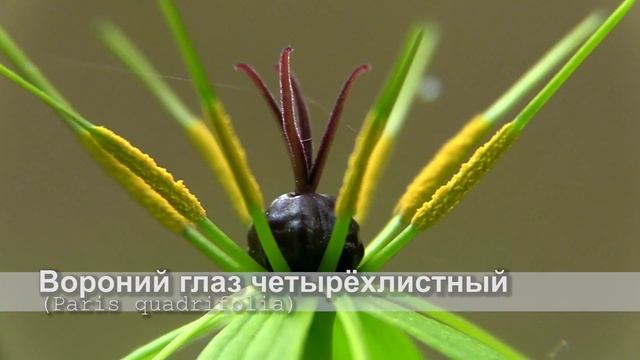 Вороний глаз четырёхлистный смотреть онлайн