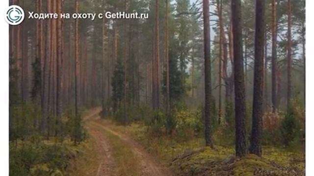 Охота в Вологодской области – Вологодское ОООиР Шолоховское и Вологодское охотхозяйство смотреть онлайн