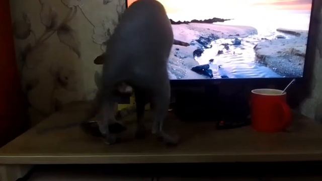 Разбойник Ферхат промышляет на столе/The robber Ferhat plies his trade on the table😻🔥🐱😹#animals смотреть онлайн