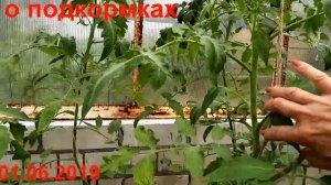 25.09.2019 Томат "Микадо розовый". Описание сорта, фото, видео, взвешивание, заготовки.