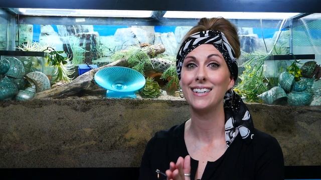 Hermit Crab Heat & Humidity || Tat Chats смотреть онлайн