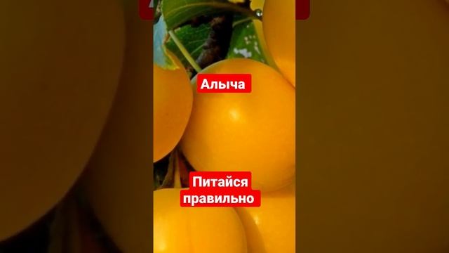 Алыча́, или сли́ва растопы́ренная, или слива вишнено́сная
#здоровоепитание #питайсяправильно смотреть онлайн