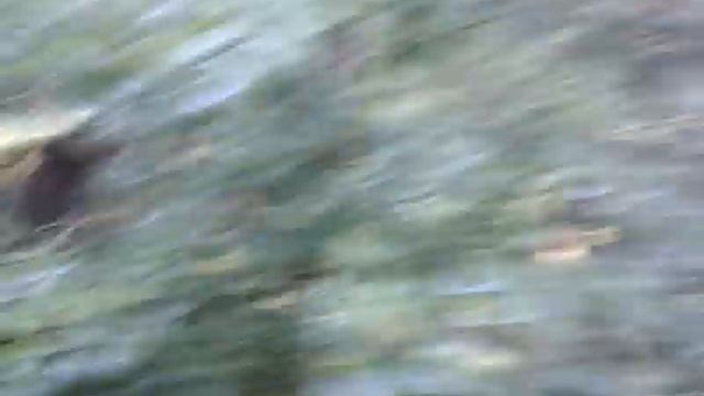 Опята в баварском лесу