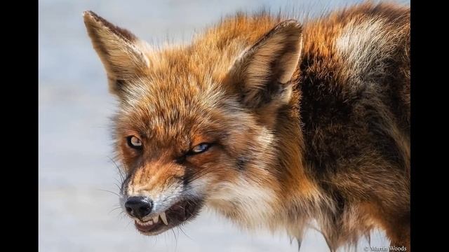 Ночь в лесу с лисом Смирре / Сказкотерапия 5 / Читаю вслух знаменитую сказку смотреть онлайн