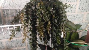 Колумнея arguta. Готовимся к цветению.✨?