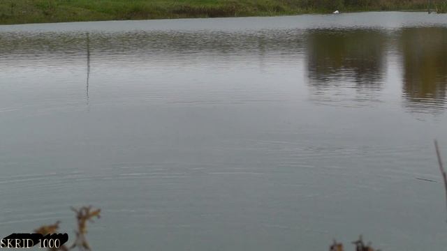 Поклёвка, Ловля Гольяна, "Озёрного Гольяна" (Торфянки) смотреть онлайн