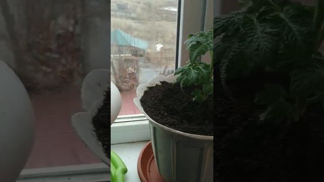 Каменный цветок //томат на окне 24 февраля 2022 г.посадила 5 января 2022г смотреть онлайн