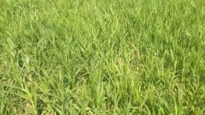 Технология выращивания проса