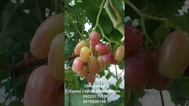 Мария на прививке