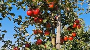 ЯБЛОНЯ КРИМСОН КРИСП / APPLE CRIMSON CRISP