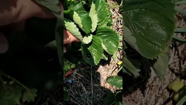 Генри супер сорт смотреть онлайн