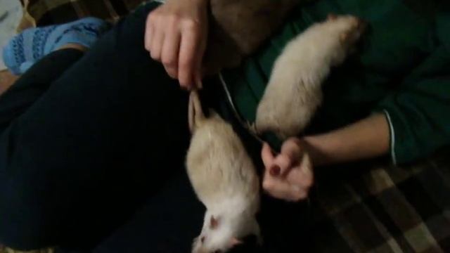 Бусинка-Феникс|декоративные крысы