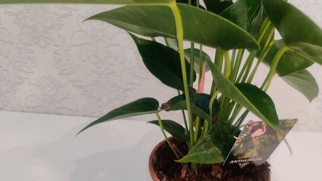 #ЦветыВместе Антуриум Париж Оранж Anthurium Paris Orange 14/50 (Ultra HD 4K 2160p60FPS) смотреть онлайн