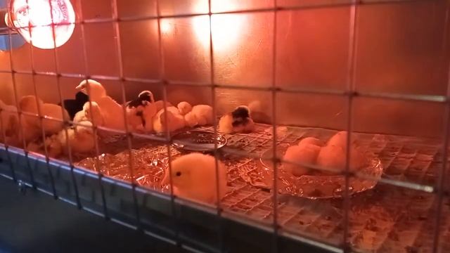 Цыплята бройлеров Рос 308 и Пушкинских кур на продажу смотреть онлайн