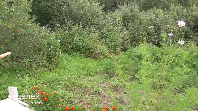 Отличный урожай картошки! Природное земледелие. Летучие мыши в огороде. Дачные наезды. ЖКВ смотреть онлайн