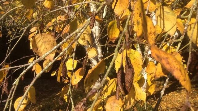 Le bouleau à papier ou bouleau blanc ou 'Betula papyrifera 'Betula papyrifera' Le jaune s'étale смотреть онлайн