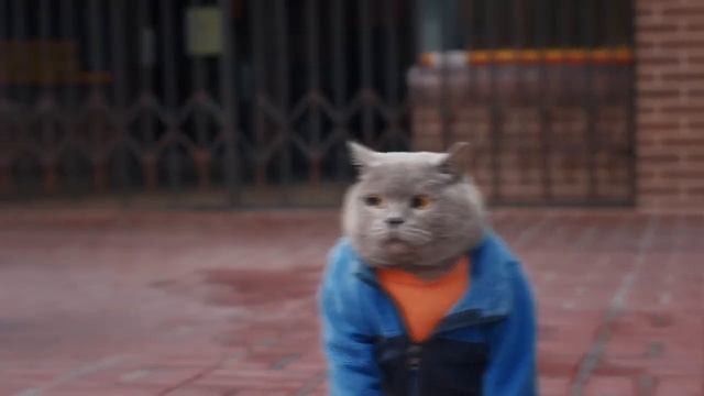 Cat Street Performance смотреть онлайн
