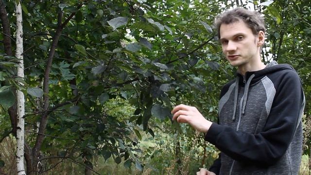 САЖИСТЫЙ ГРИБОК (ЧЕРНЬ) НА РАСТЕНИЯХ: СИМПТОМЫ, ПРИЧИНЫ, ЛЕЧЕНИЕ смотреть онлайн
