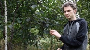 САЖИСТЫЙ ГРИБОК (ЧЕРНЬ) НА РАСТЕНИЯХ: СИМПТОМЫ, ПРИЧИНЫ, ЛЕЧЕНИЕ