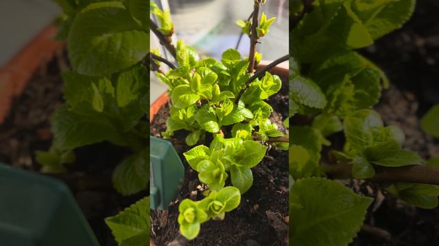 Что делать если проснулись крупнолистные гортензии зимующие в горшках смотреть онлайн