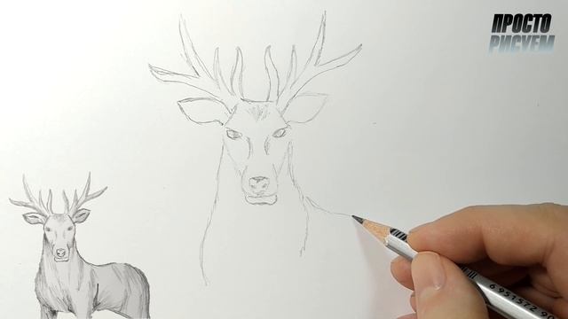 Как нарисовать ОЛЕНЯ карандашом, Просто рисуем смотреть онлайн