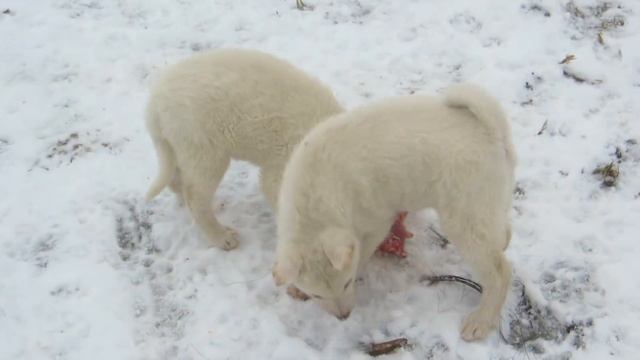 Щенки рычат/Делим мясо смотреть онлайн