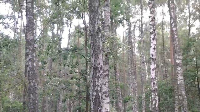 К речке через луга, леса и горы... +29! смотреть онлайн