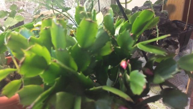 Колумнея ,Адениум ,Шлюмбергеры смотреть онлайн