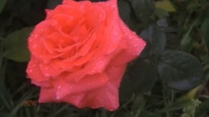 Футажи Розы вечером после дождя ?? Натуральные видеофоны для видеомонтажа HD ?
