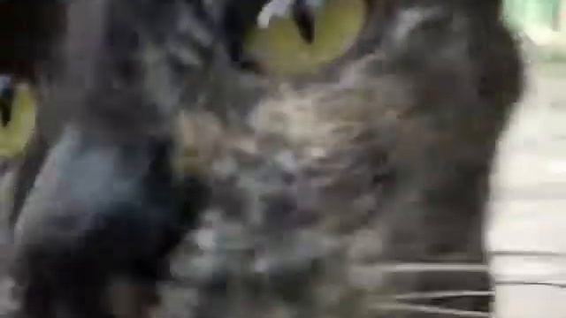 Бф " Помощь животным. Сахалин" смотреть онлайн