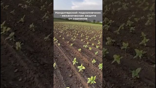 Кондитерский подсолнечник - механическая защита от сорняков смотреть онлайн