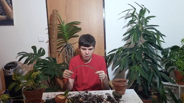 Пересадка: СТРЕЛИЦИИ, ГИБИСКУСА, ХОЙЕ, АСПАРАГУСА, ЛИМОНА... | Спасаю КЛИВИЮ смотреть онлайн