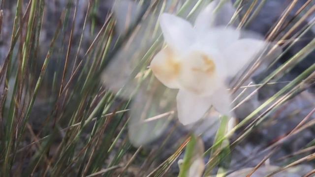 Junquillo (Narcissus Dubius)