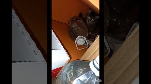 Кошечка пришла рожать