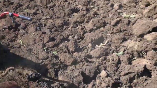 Мотоблок пашет сам ? смотреть онлайн